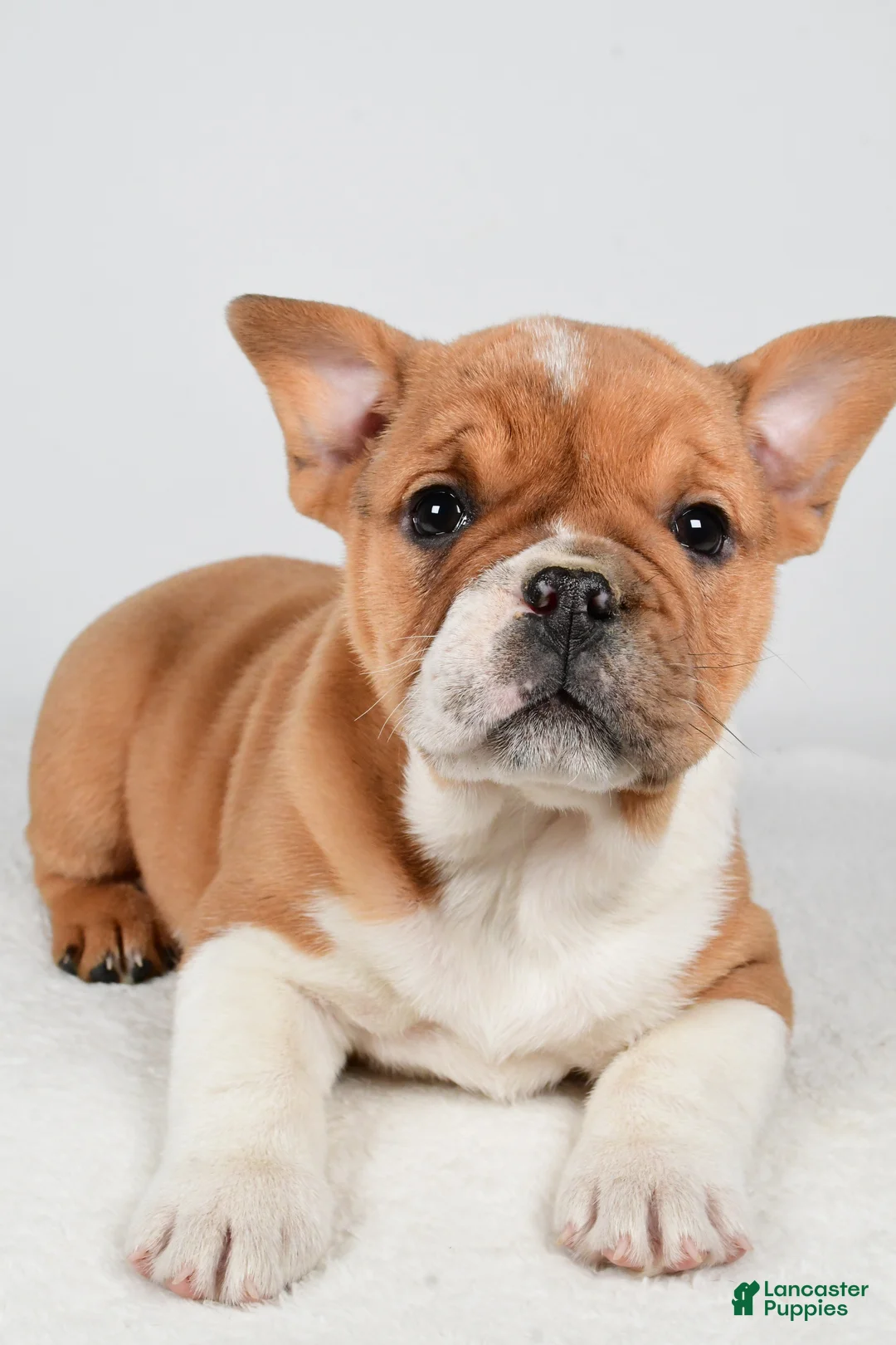 Beabull dogs for sale: Taffy - Ad 10