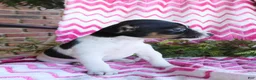 Jack Russell Terrier dogs for sale: Miney - Ad 3