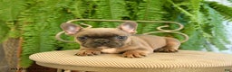 French Bulldog dogs for sale: Tammy - Ad 3