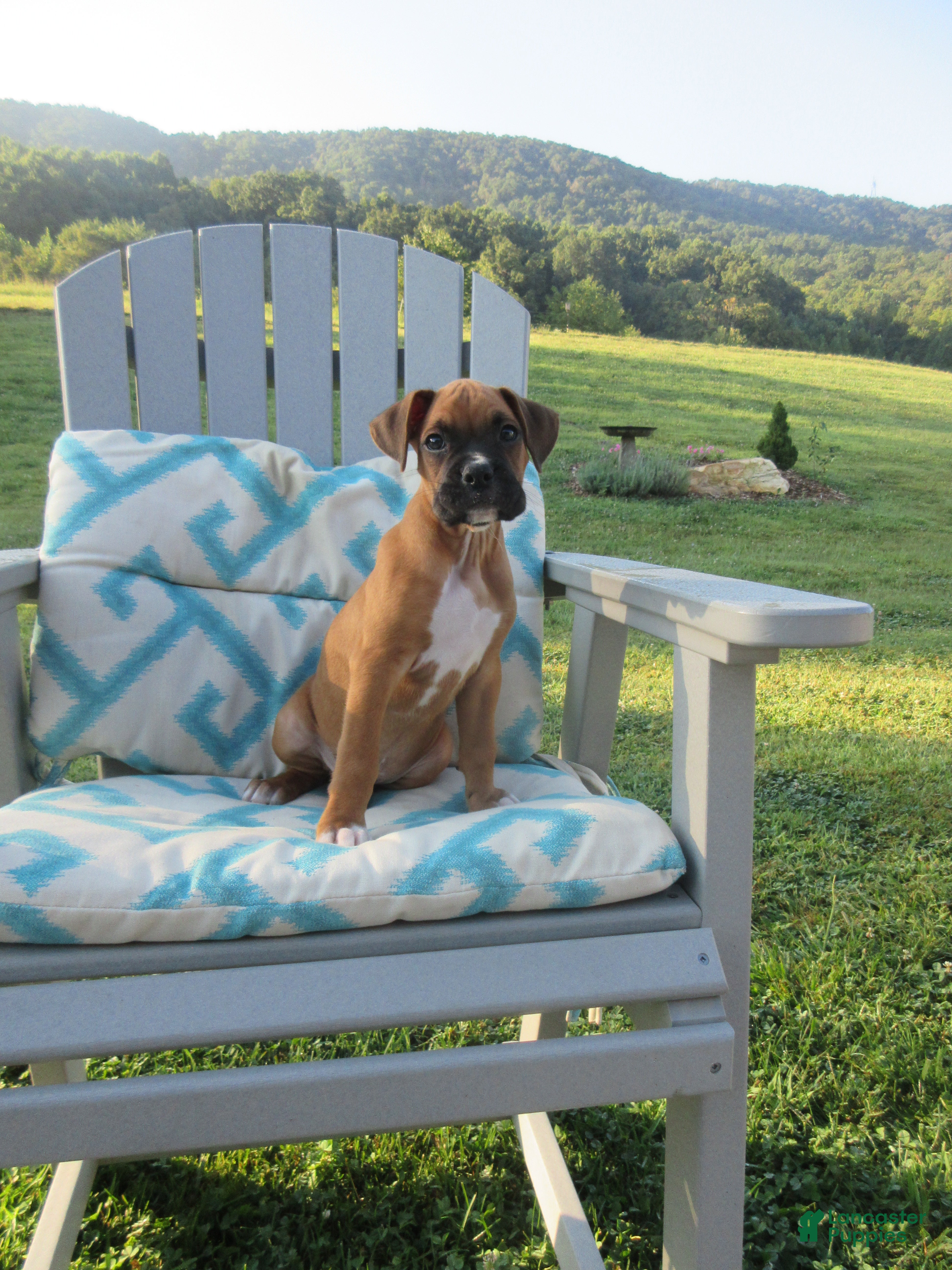 Boxer dogs Ryker - Ad 1
