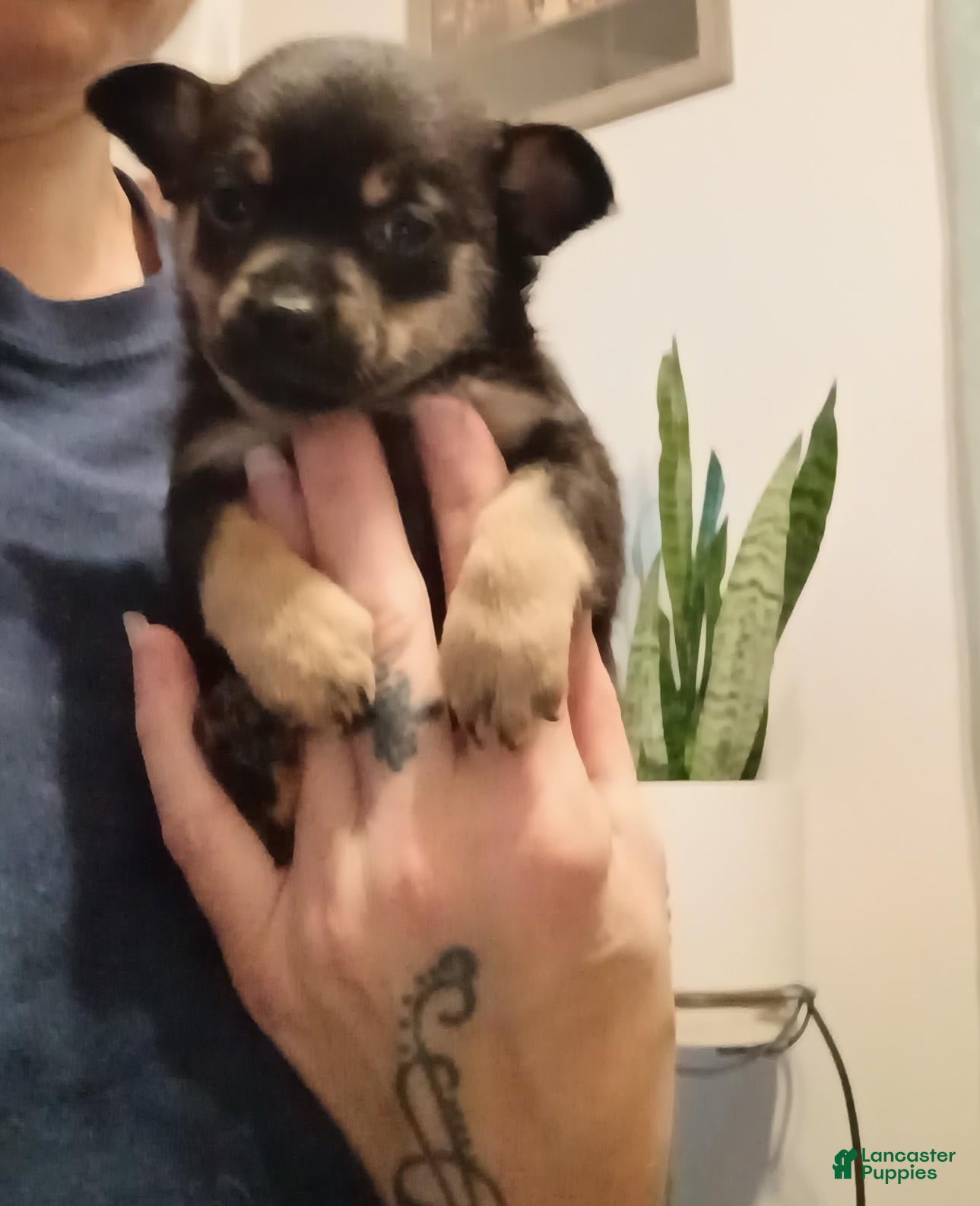 Chihuahua dogs Cindy - Ad 41