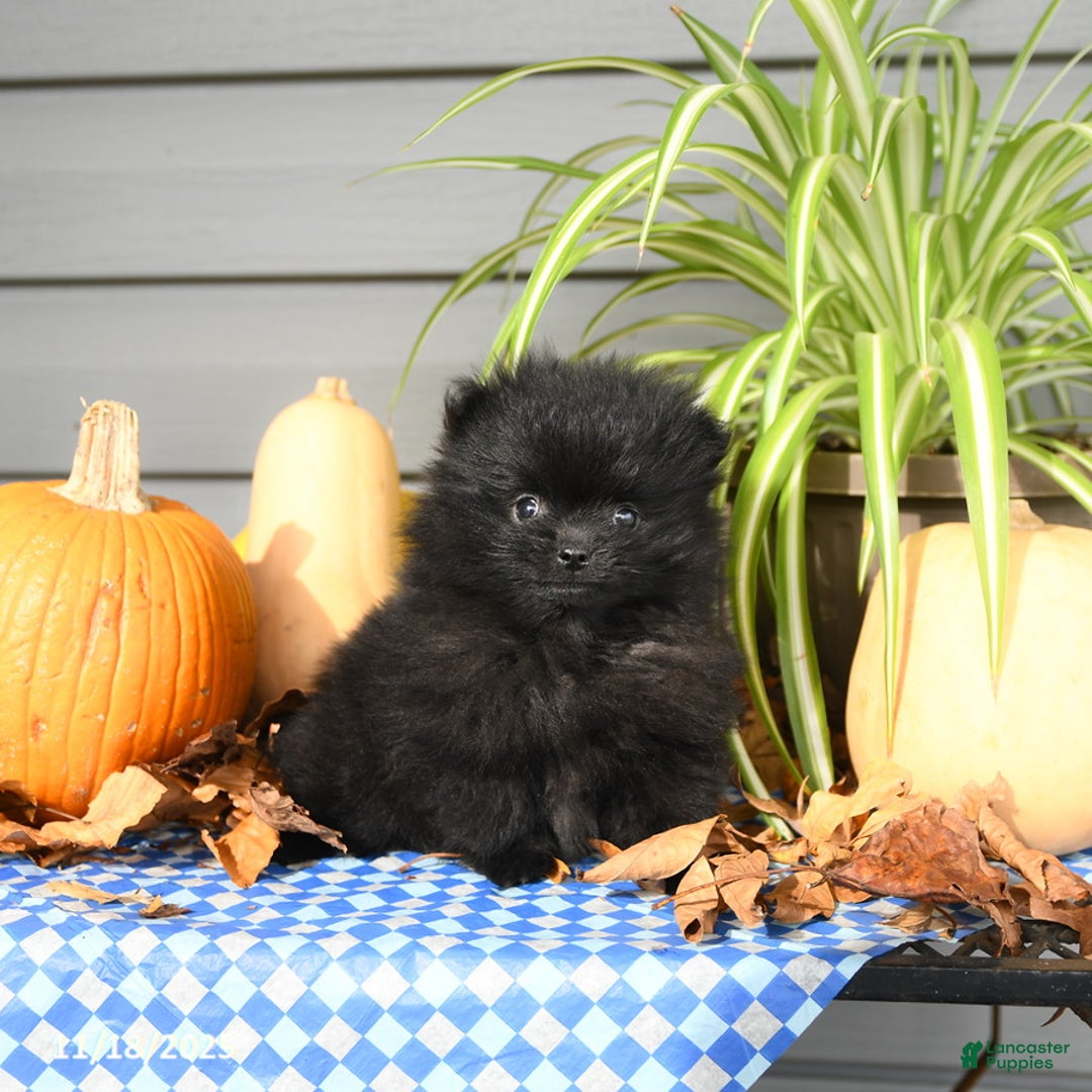 Pomeranian dogs for sale: Midnight - Ad 1