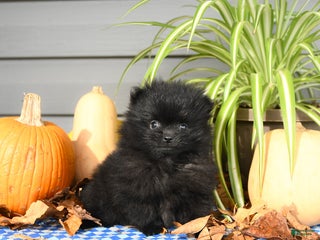 Pomeranian dogs Midnight - Ad 37