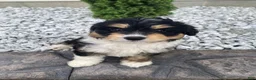Mini Aussiedoodle dogs for sale: Kyler - Ad 3