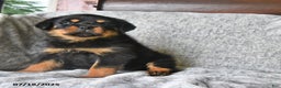 Rottweiler dogs for sale: Rain - Ad 6