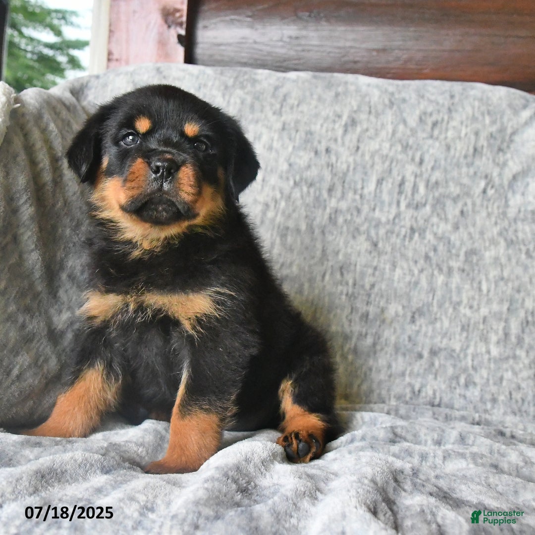 Rottweiler dogs for sale: Rain - Ad 6