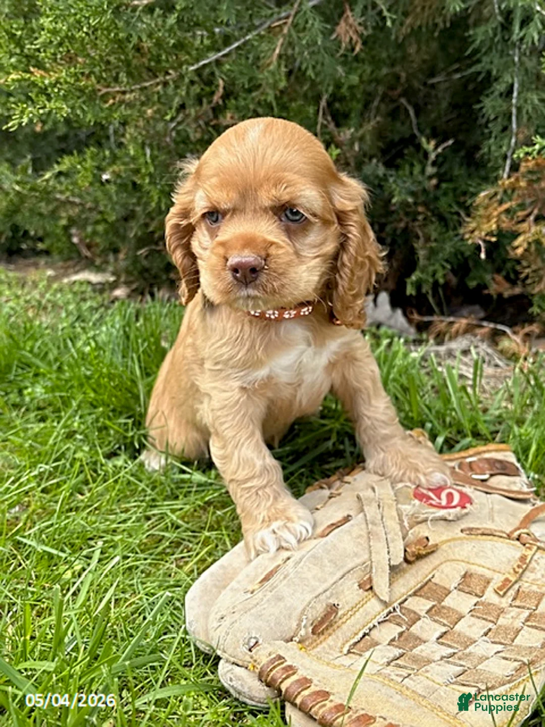 Cocker Spaniel dogs for sale: Jasper - Ad 2