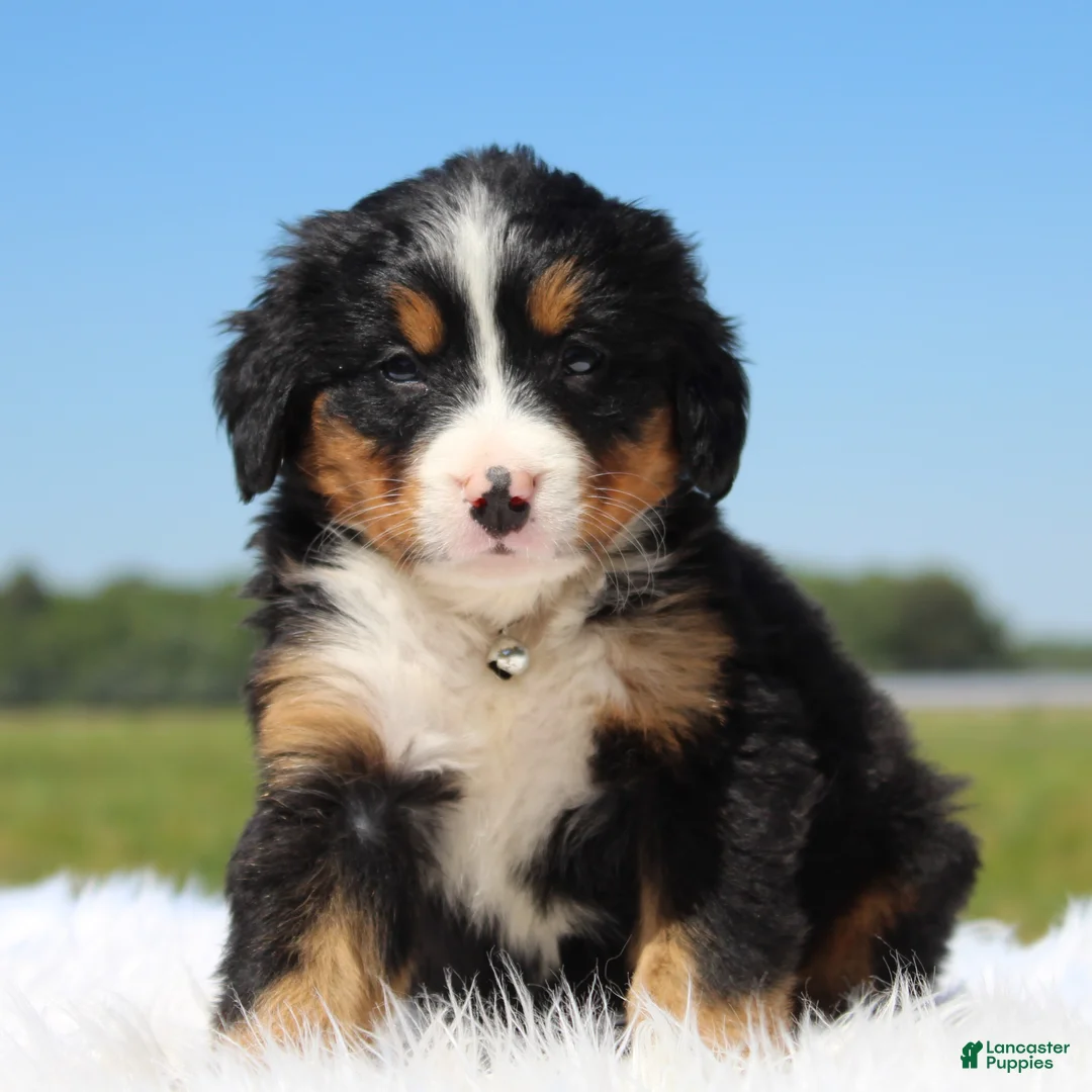Bernese Mountain Dog dogs for sale: Honey - Ad 1