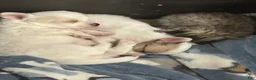 Chihuahua dogs for sale: Chihuahua 1 - Ad 4