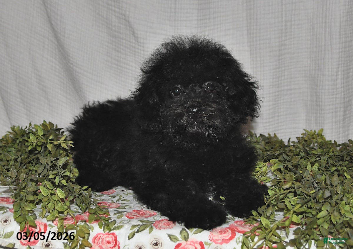 Havapoo dogs Midnight - Ad 1