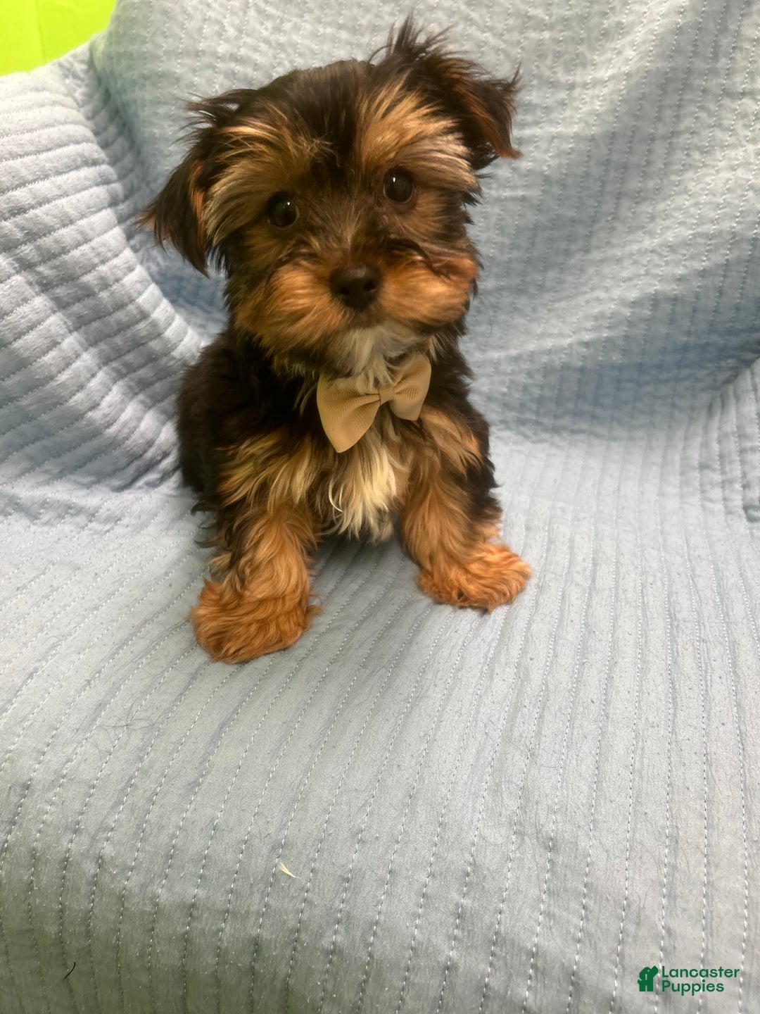 Morkie dogs for sale: Morkie Puppy 5 - Ad 3