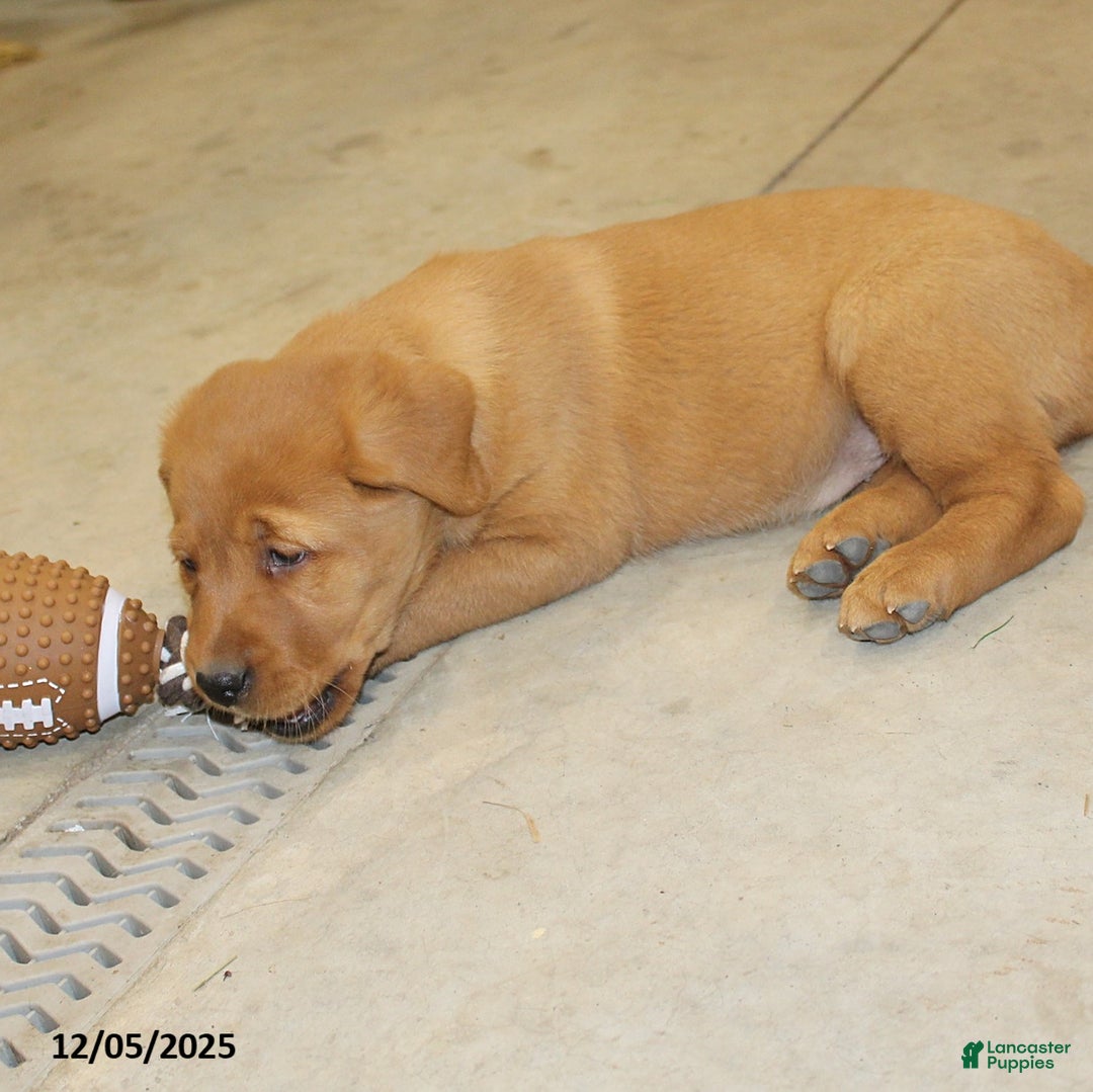 Goldador dogs for sale: Harper - Ad 2