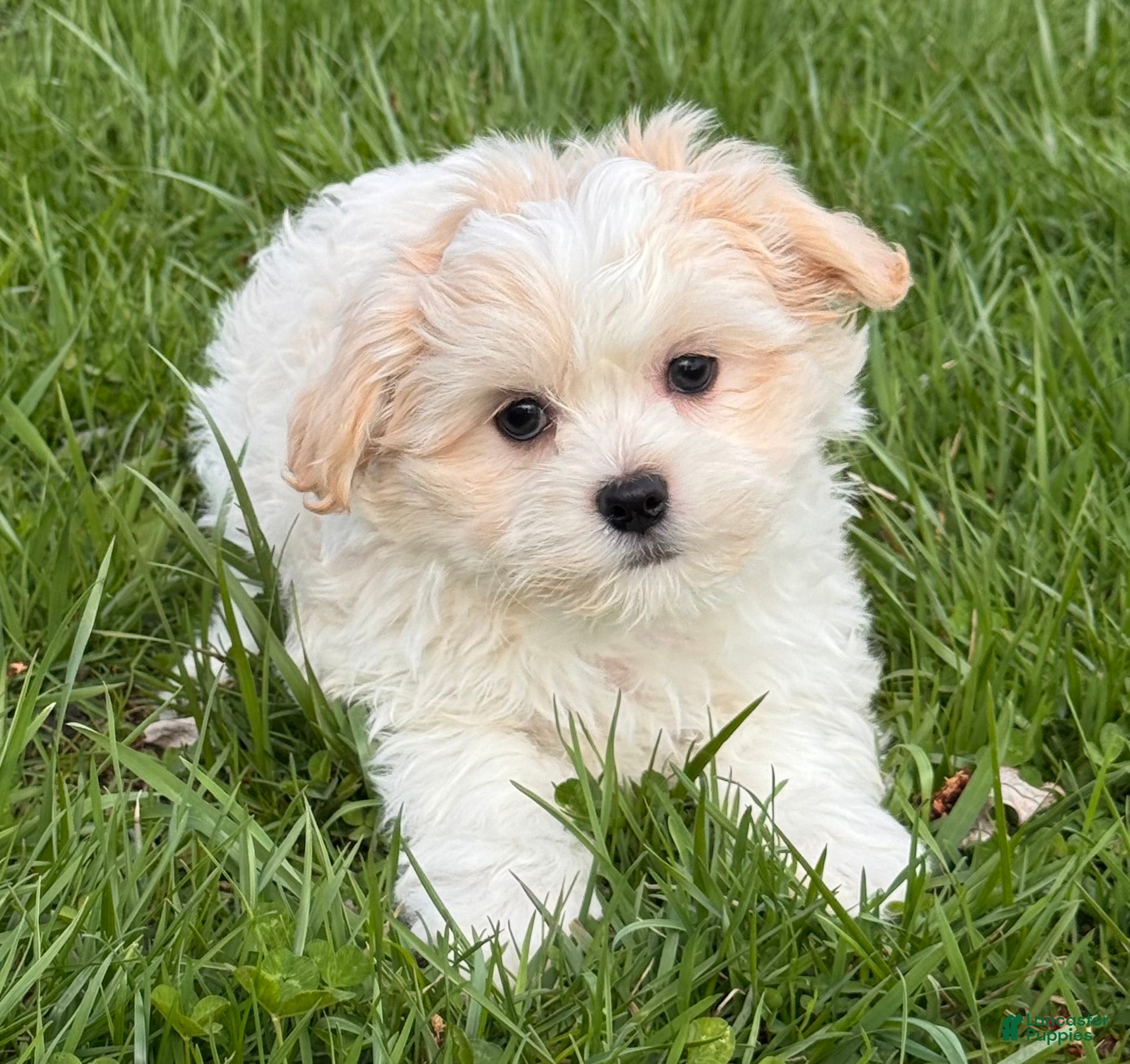 Havanese dogs Hadley - Ad 23