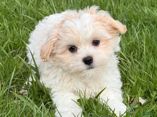 Havanese dogs Hadley - Ad 23