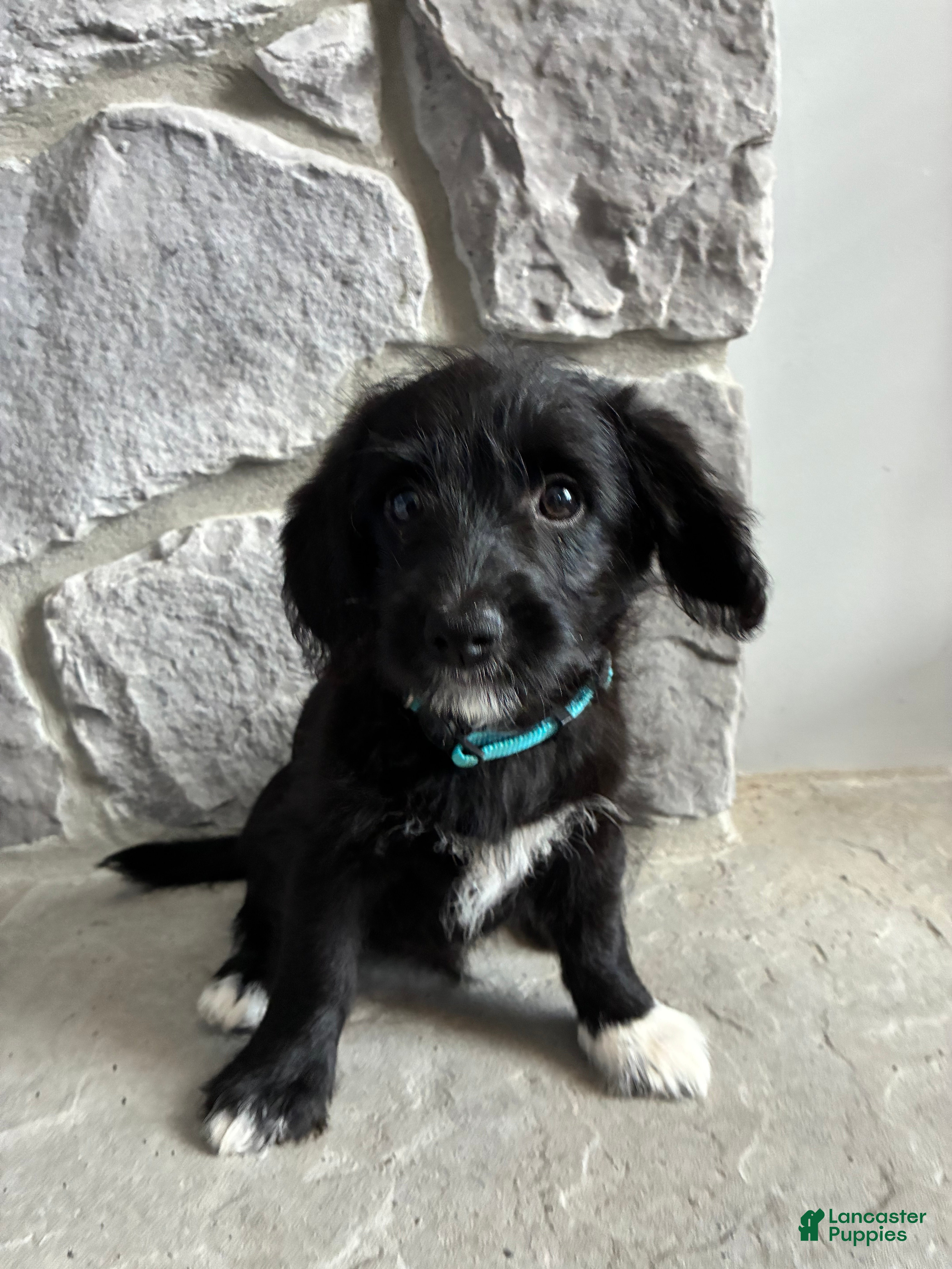 Corgipoo dogs Pascal Corgipoo - Ad 1