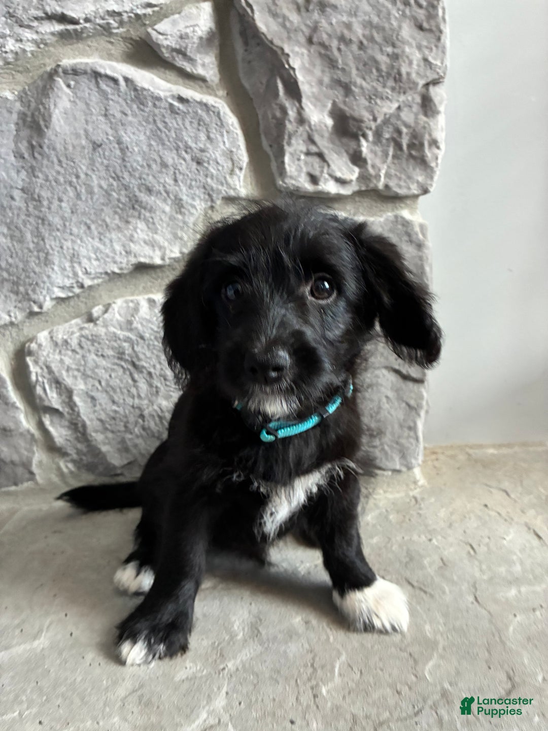 Corgipoo dogs for sale: Pascal Corgipoo - Ad 1