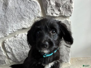 Corgipoo dogs Pascal Corgipoo - Ad 20