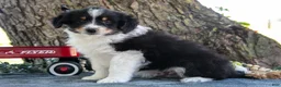 Miniature Australian Shepherd dogs for sale: Bubbles - Ad 1