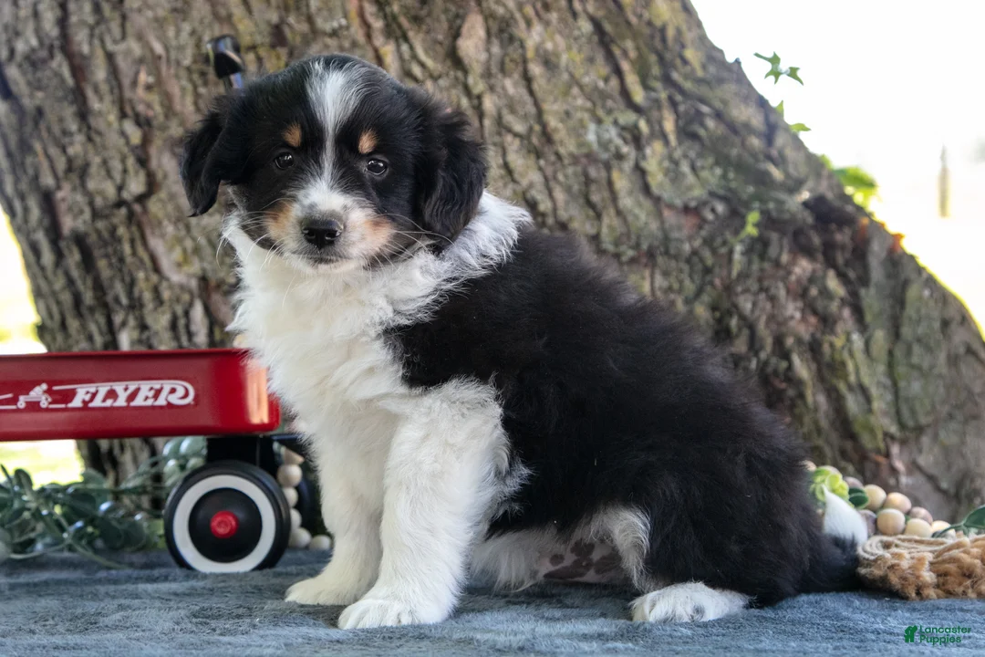 Miniature Australian Shepherd dogs for sale: Bubbles - Ad 1