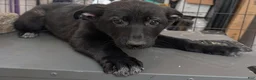 German Shepherd dogs for sale: Revenna - Ad 1