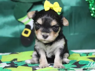 Morkie dogs Julie - Ad 33