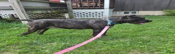 Cane Corso dogs for sale: ICCF Savage  - Ad 4