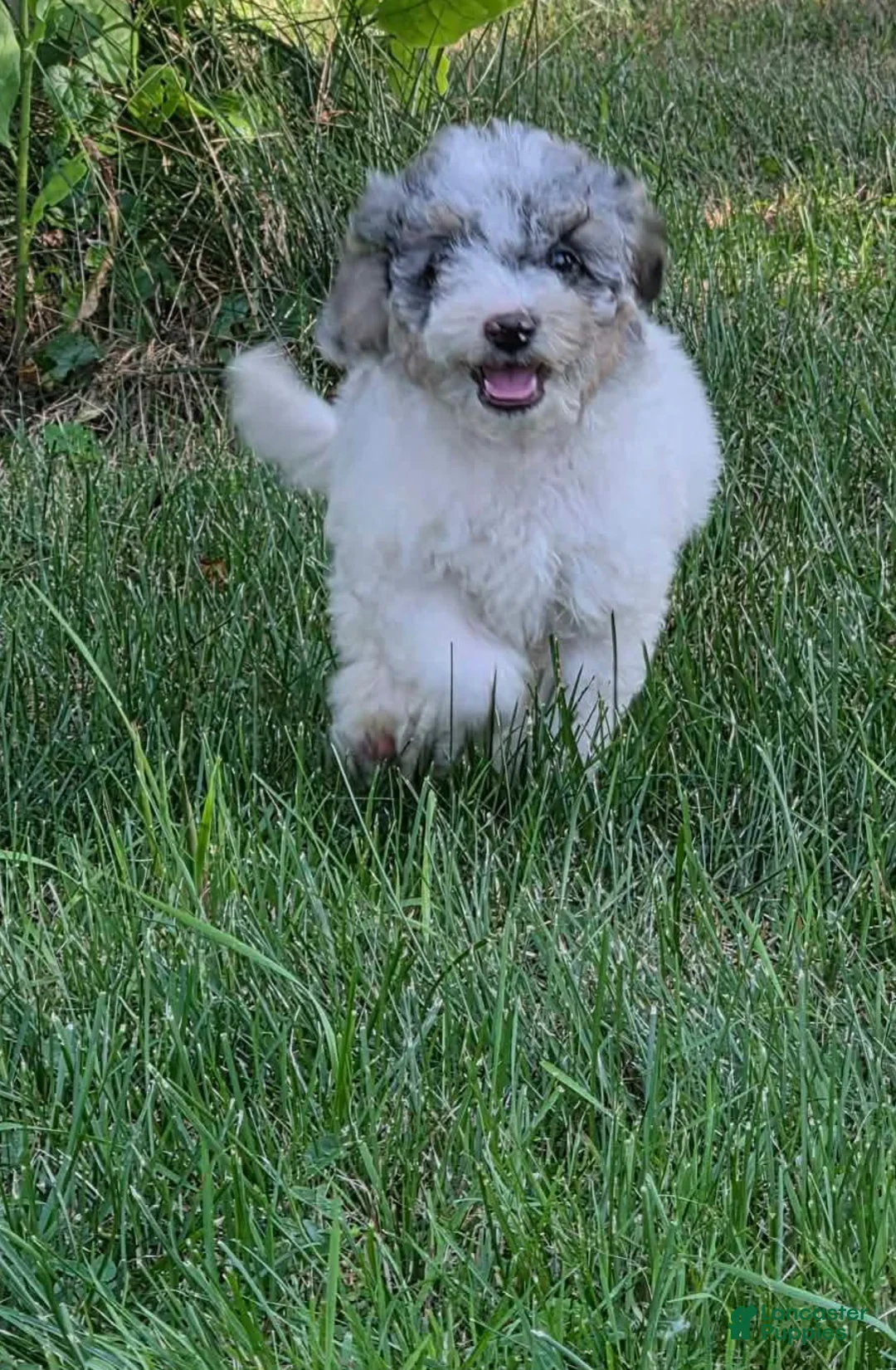Miniature Poodle dogs for sale: Ash - Ad 2
