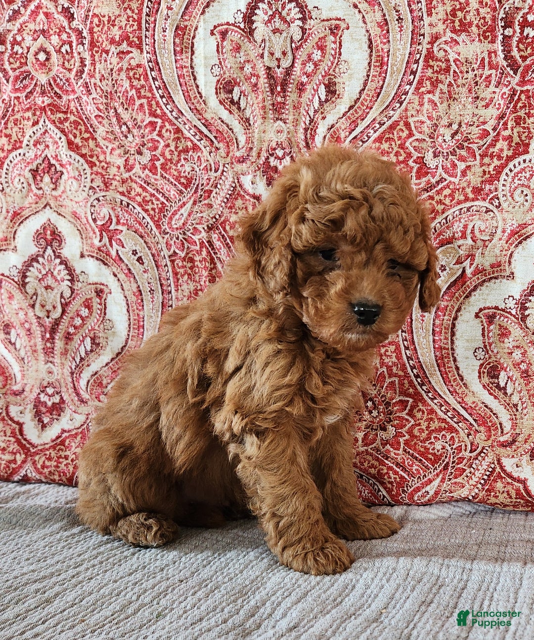 Mini Goldendoodle dogs for sale: Sam - Ad 6