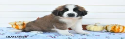 Saint Bernard dogs for sale: Captain - Ad 2