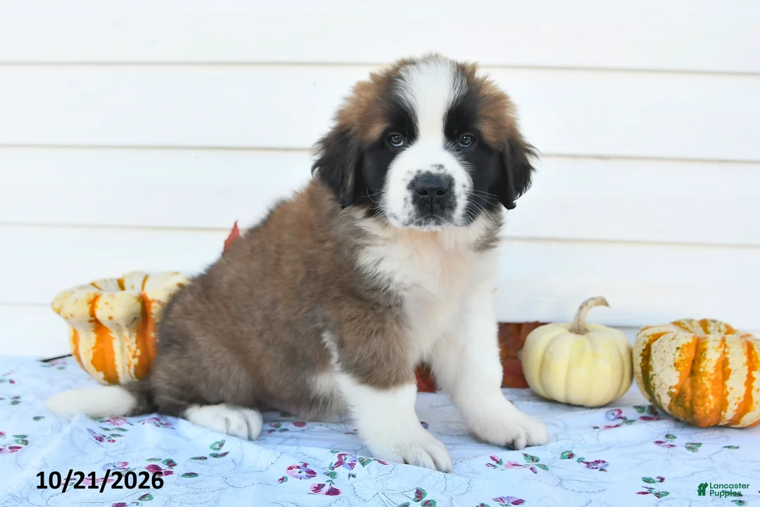 Saint Bernard dogs for sale: Captain - Ad 2