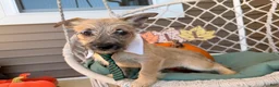Cairn Terrier dogs for sale: Joe - Ad 3