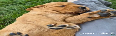 Penny (green collar)