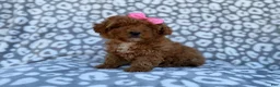 Cavapoo dogs for sale: Scarlett - Ad 8