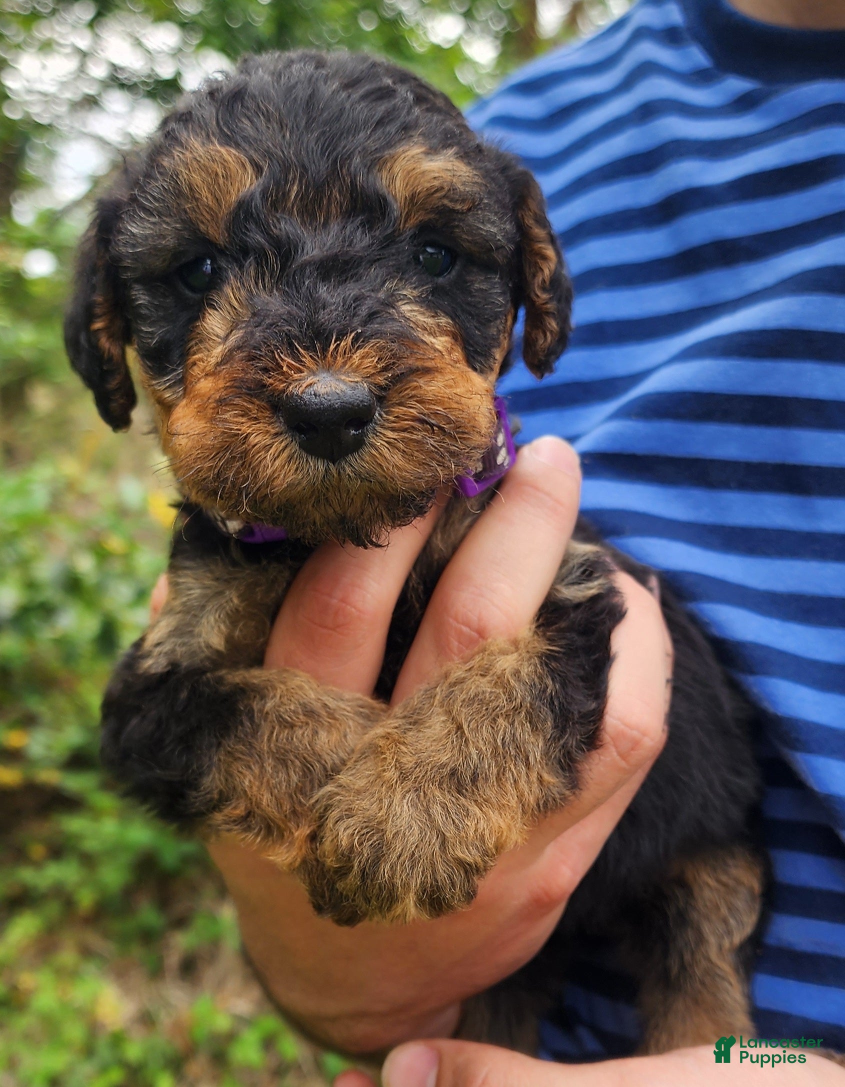 Airedale Terrier dogs Enchanted Airedales - Purple Girl - Ad 1