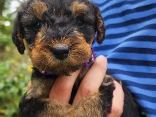 Airedale Terrier dogs for sale: Enchanted Airedales - Purple Girl - Ad 4