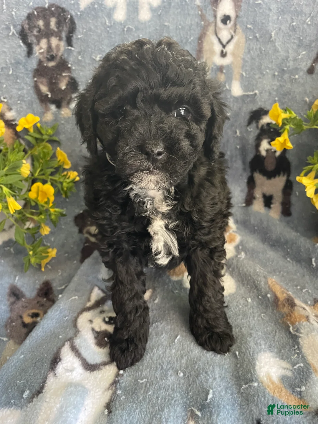 Toy Poodle dogs for sale: Woody - Ad 1