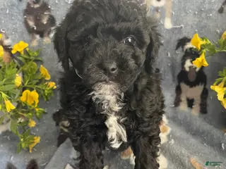 Toy Poodle dogs Woody - Ad 36