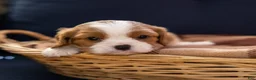 Cavalier King Charles Spaniel dogs for sale: Charm - Ad 1