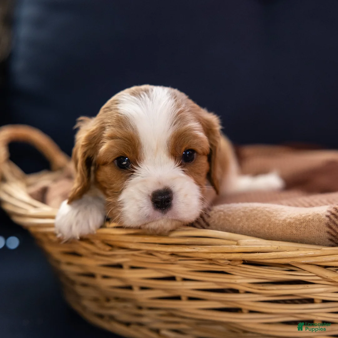 Cavalier King Charles Spaniel dogs for sale: Charm - Ad 1