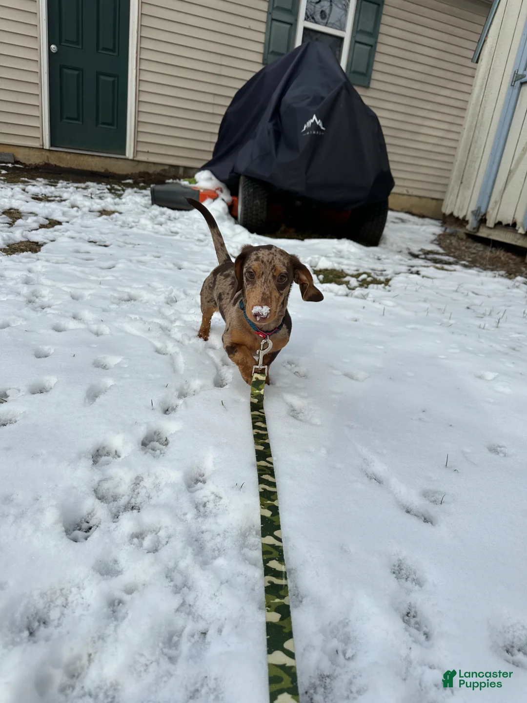 Miniature Dachshund dogs for sale: Miniature Dachshund Puppy 1 - Ad 2