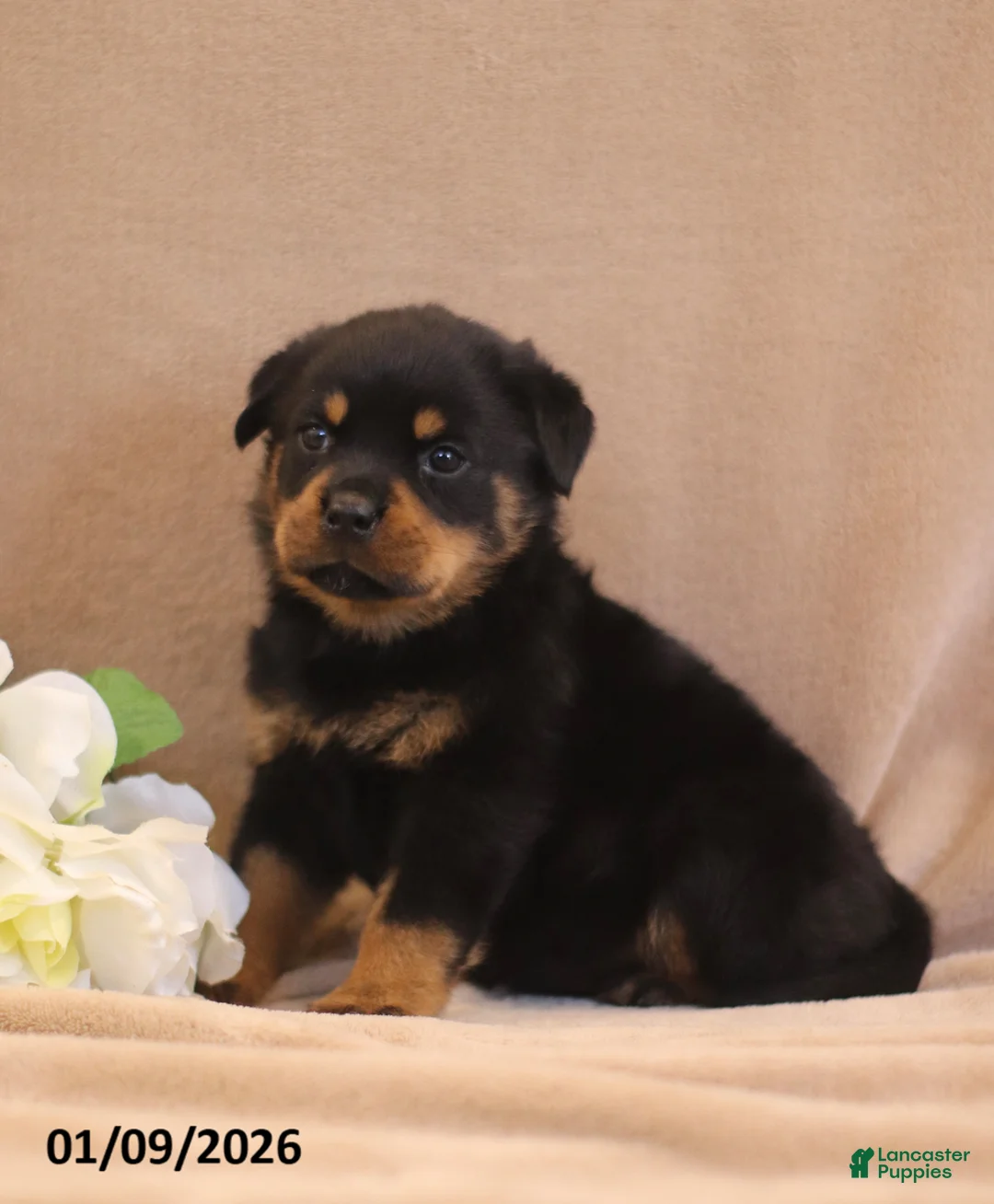 Rottweiler dogs for sale: Terra  - Ad 2