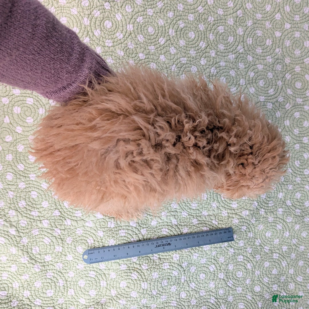 Toy Poodle dogs for sale: Rotini - Ad 9