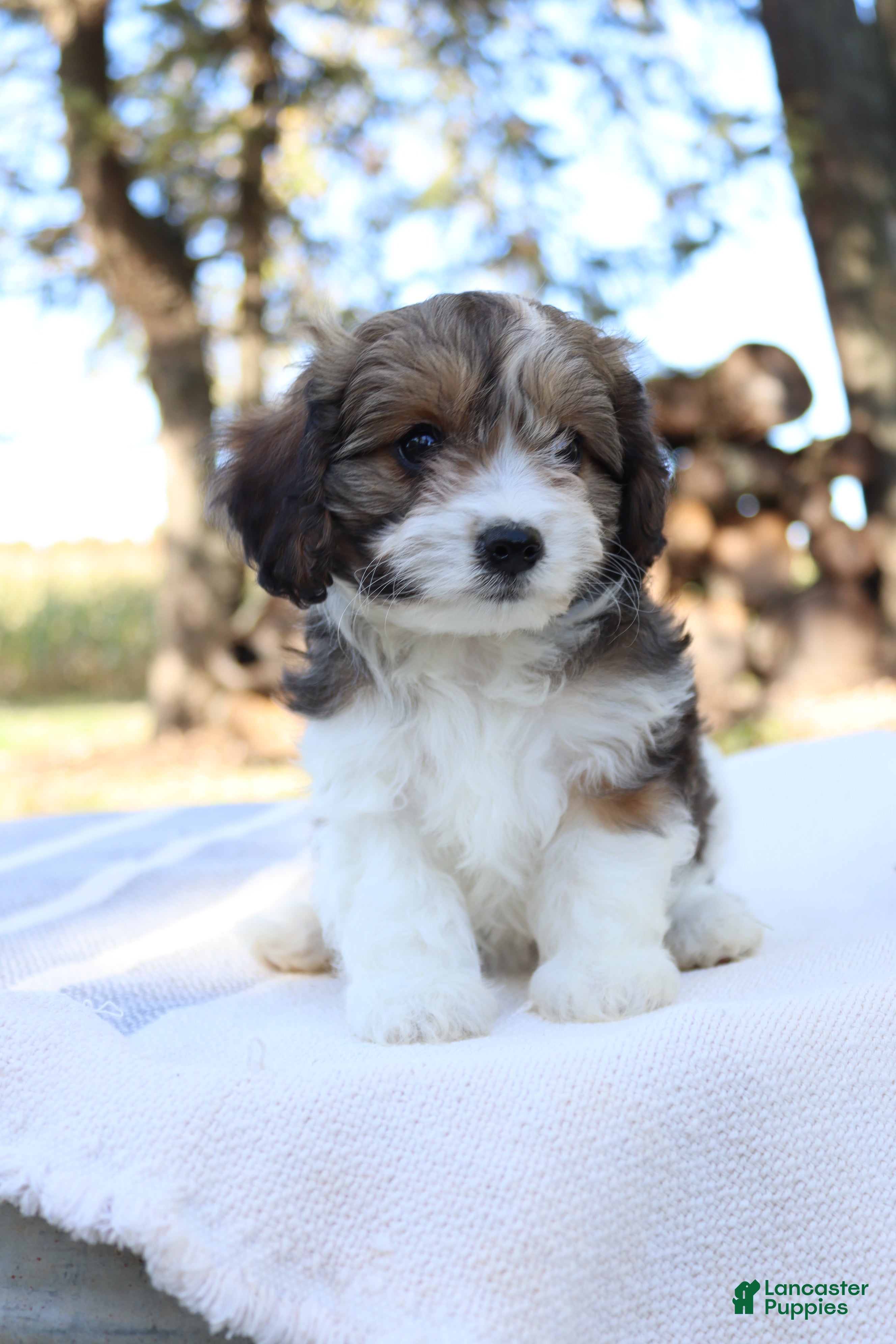 Cavapoo dogs for sale: Maple - Ad 2