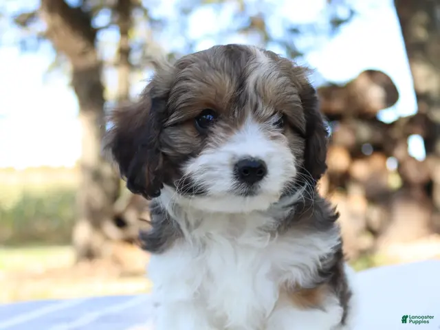 Cavapoo dogs for sale: Maple - Ad 2
