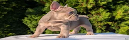 French Bulldog dogs for sale: Luna - Ad 8