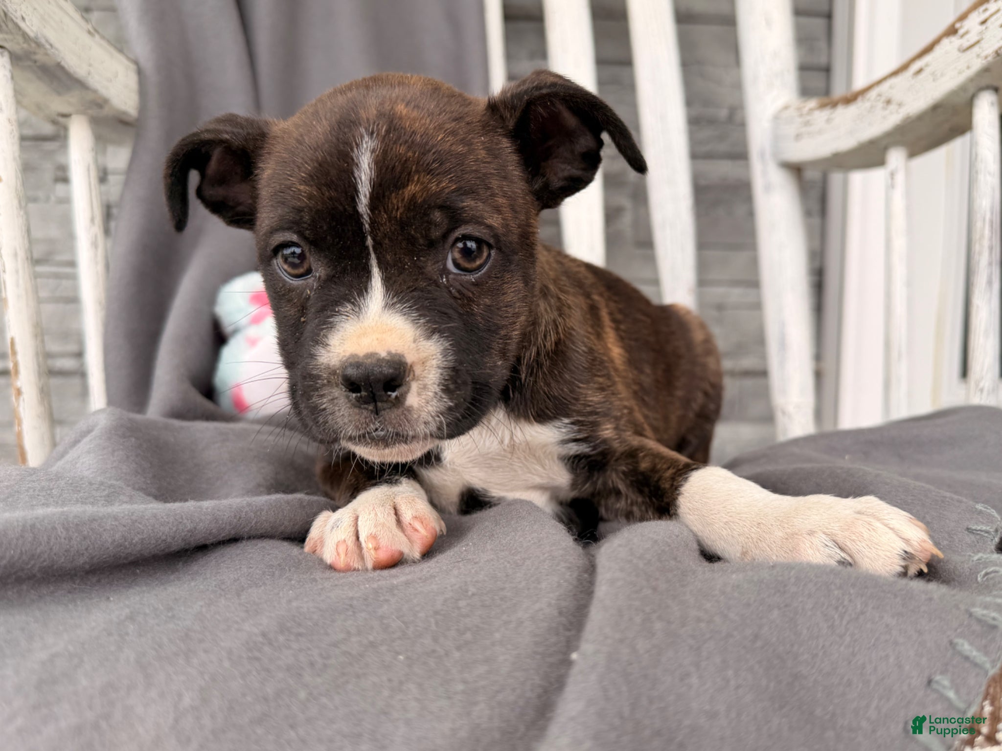 Mixed Breed dogs Sunbeam  - Ad 2