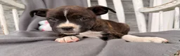 Mixed Breed dogs for sale: Sunbeam  - Ad 2