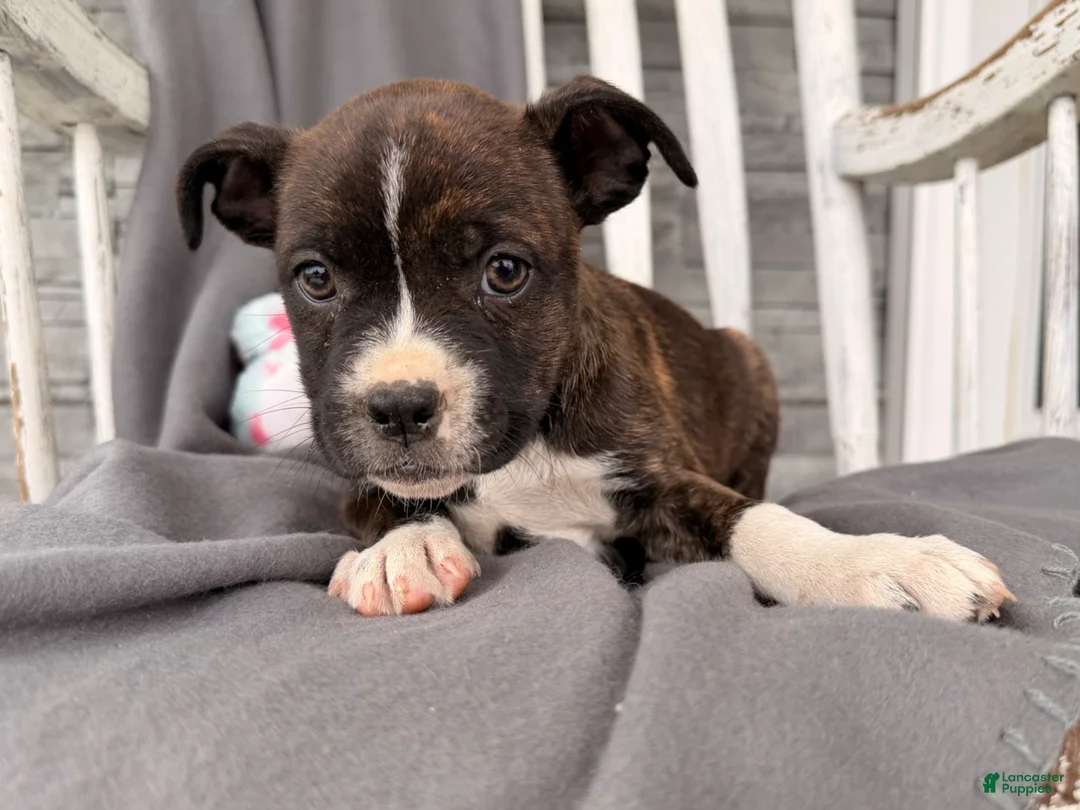 Mixed Breed dogs for sale: Sunbeam  - Ad 2