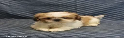Shih Tzu dogs for sale: Peggy - Ad 3