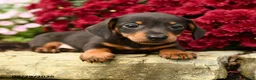 Dachshund dogs for sale: Donald - Ad 5